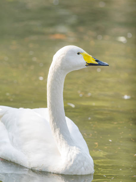 istock Bewick's Swan - Cygnus bewickii Single bird swimming on lake 653982148
