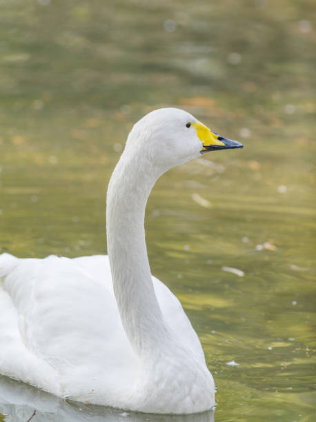 istock Bewick's Swan - Cygnus bewickii Single bird swimming on lake 653984998
