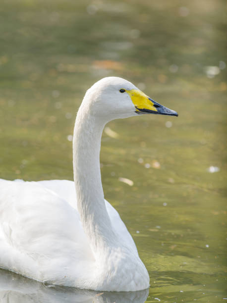 istock Bewick's Swan - Cygnus bewickii Single bird swimming on lake 653985108