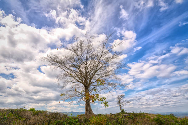 Large lonely ancient tree with beautiful cloudy sky on the top of the mountain