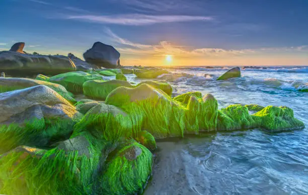 Photo of Stones covered with moss and seaweed welcomes dawn  beautiful new day