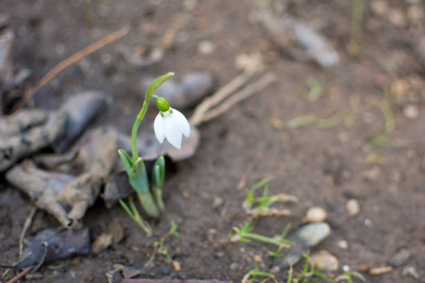 Snowdrop rising from the ground to announce spring