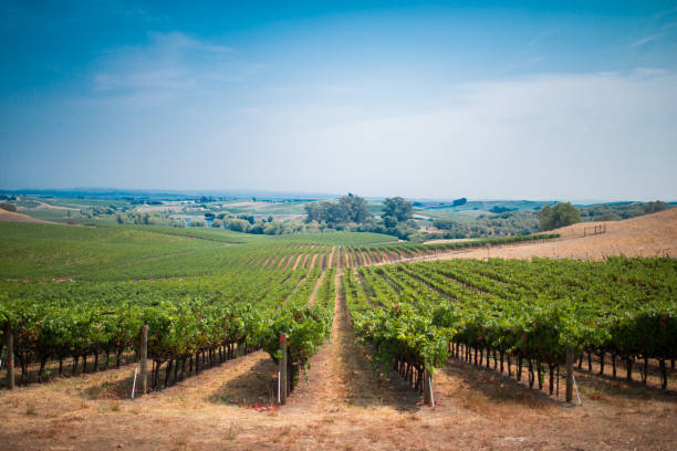 виноградная плантация - vineyard napa valley field in a row стоковые фото и изображения