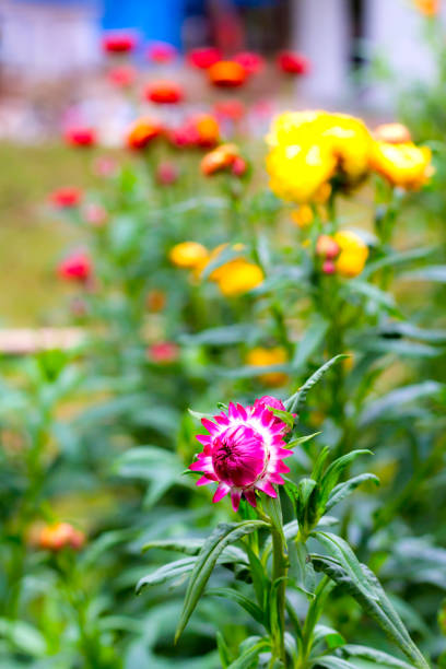 istock Straw flower sweet with yellow background 653991722