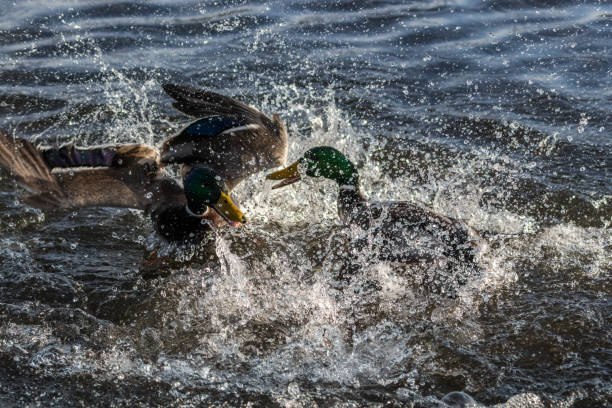 istock Male Mallard Duck Fighting 653997756