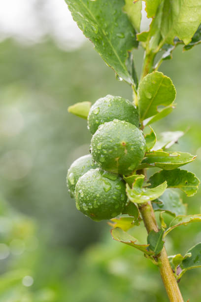 istock Limes in garden after raining 653997766