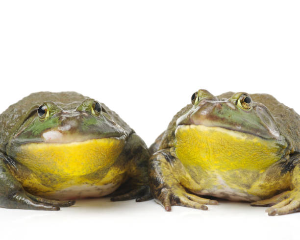 istock Bullfrog, Rana catesbeiana  on a white surface 653997988