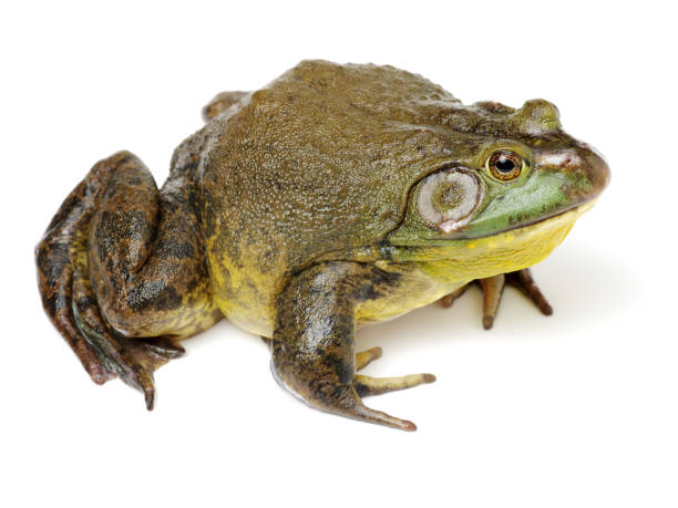 istock Bullfrog, Rana catesbeiana,  isolation on white background 654006666