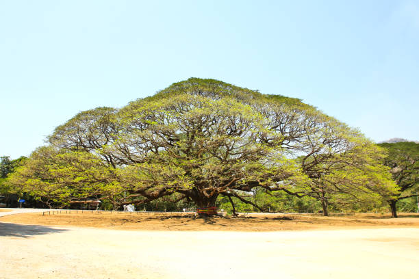 Largest Monkey Pod Tree in Kanchanaburi, Thailand