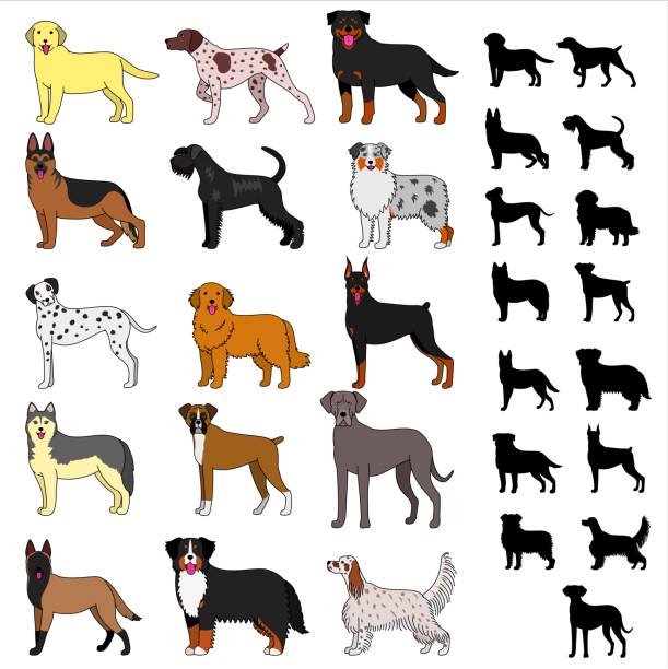 illustrazioni stock, clip art, cartoni animati e icone di tendenza di set razze di cani - belgian sheepdog