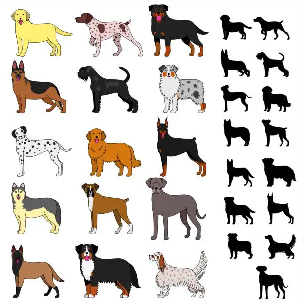 Vector illustration of dog breeds set
