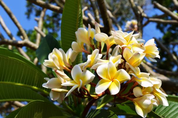 istock Plumeria flowers on tree with blue sky in the background 654010528