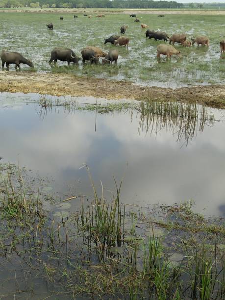 istock Buffalo scenery and countryside 654013128
