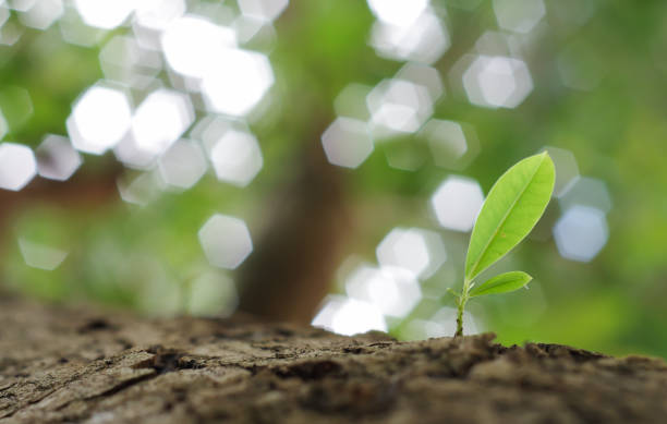 istock new life tree growing out from tree in bokeh background. 654013392