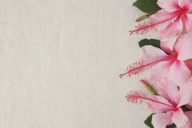 istock Pink Hibiscus flowers on linen, copy space background, selective focus, vintage tone 654013558