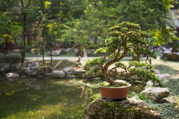 Bonsai on a rock by a pond surrounded by trees
