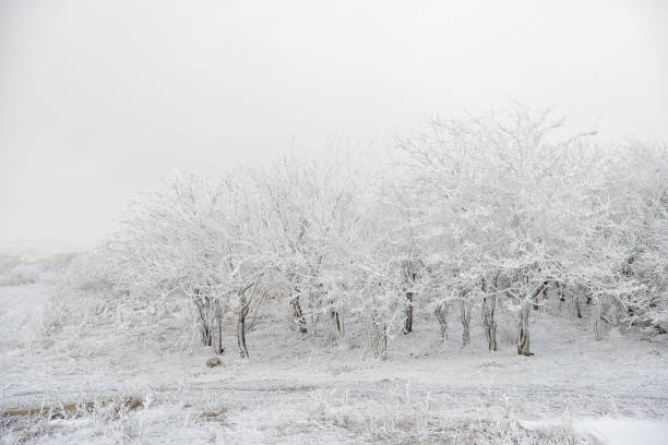 istock Trees under snow in the snowy field. 654019740