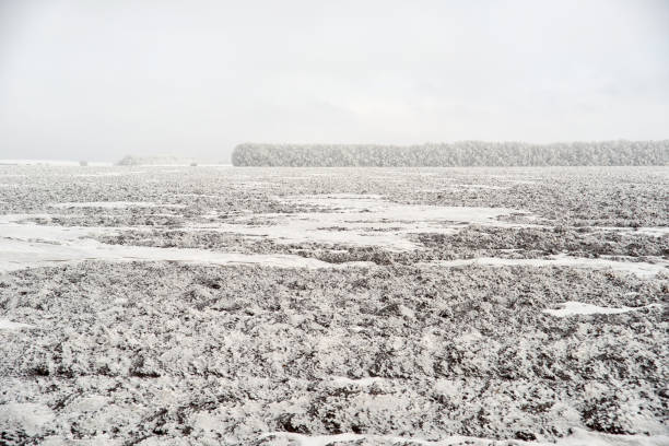 Trees under snow in the snowy field.