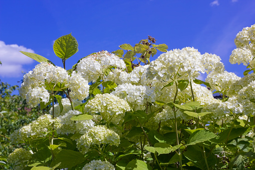 Magnificent clusters of white flowers of a bush of a hydrangea against the summer sky