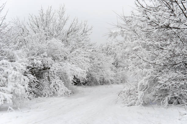 Winter road in the snowy forest.