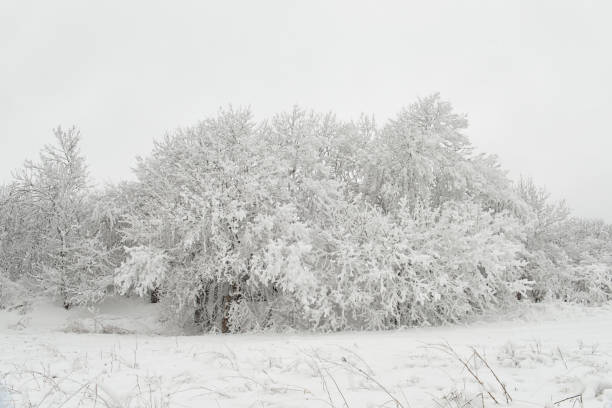 Winter in mountains, close-up of tree branches in snow