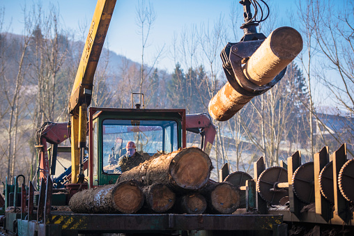 Crane unloading logs at timber yard.