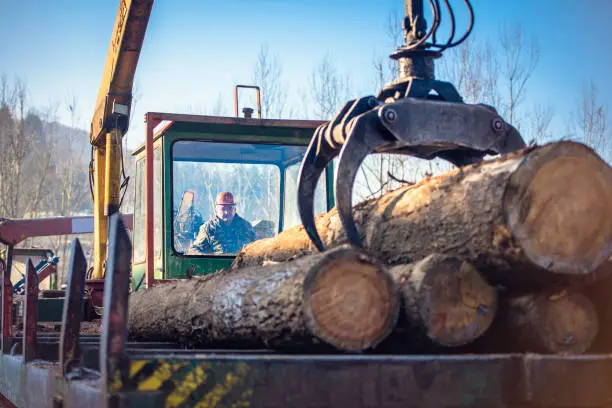 Crane unloading logs at timber yard.