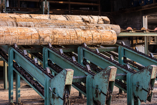 Wooden logs on conveyor belt in sawmill.