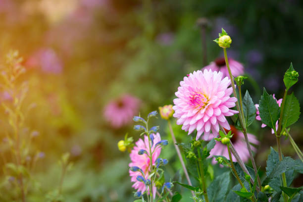 istock Closeup image of beautiful flowers background 654033870