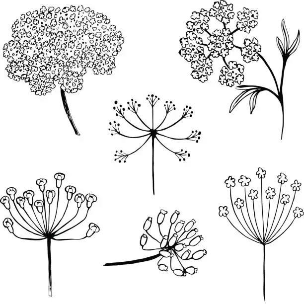 Vector illustration of Set of vector different types of inflorescence, isolated on white. Compound inflorescence. Dill or fennel flowers and leaves. Stylized hand drawn vector illustration