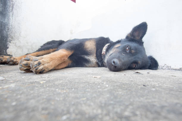 istock black dog sleeping on the floor 654034474