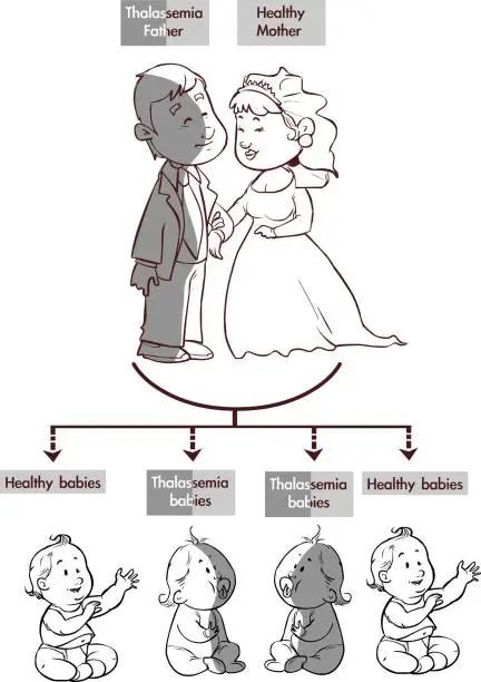 Vector illustration of Vector illustration of a  Thalassemia trait infographic