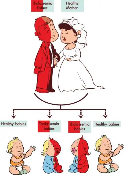 Vector illustration of Vector illustration of a  Thalassemia trait infographic