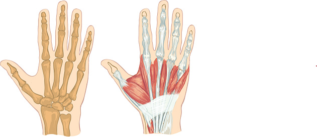 white backround Vector illustration of a  hand anatomy