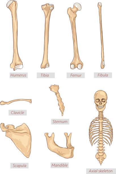 humerus,tibia,femur,fibula,clavicle,sternum,scapula,mandible,axial skeleton detailed medical illustrations .Latin medical terms. Isolated on a white background vector art illustration