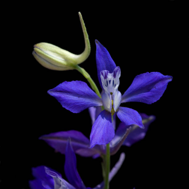 istock Field larkspur; consolida; ajacis; 654044082