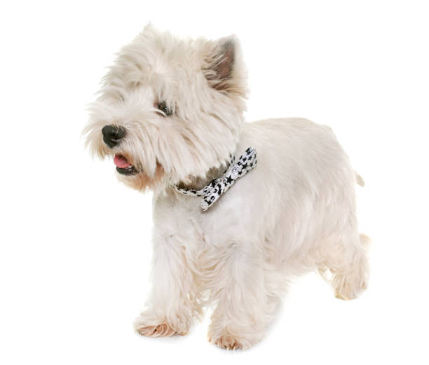 istock adult west highland white terrier 654050636