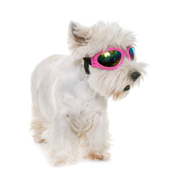 istock adult west highland white terrier 654050644