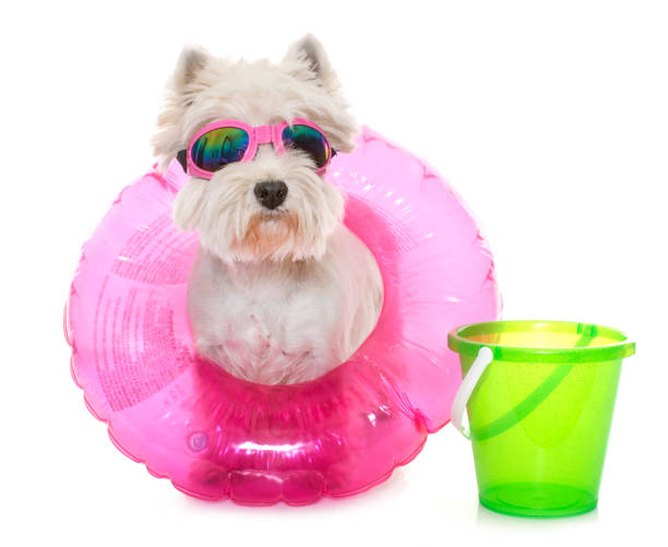 istock adult west highland white terrier 654051118