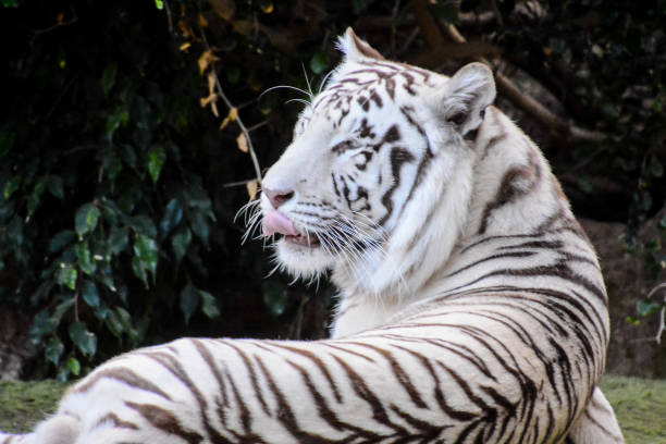 istock Rare White Striped Wild Tiger 654052022