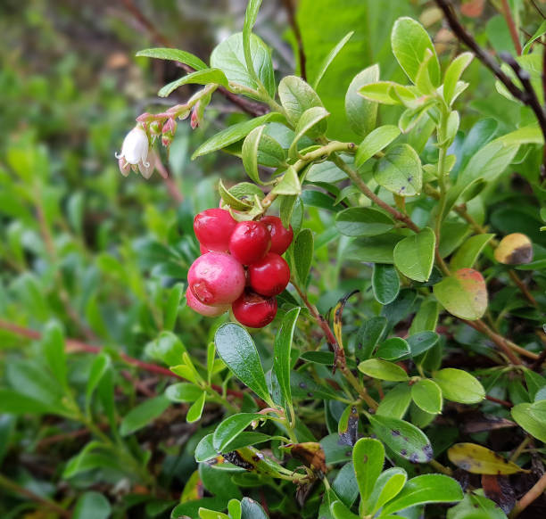 istock Arctostaphylos; Uva-ursi; Berry; Ground cover 654055676