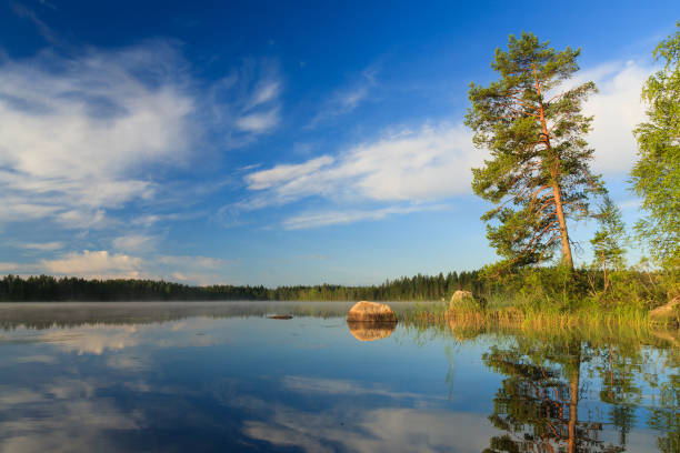 istock Pine tree by the lake at morning 654055942
