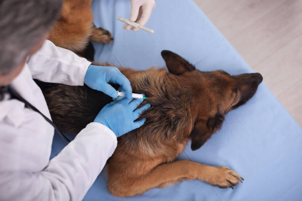 istock dog vaccine for pre-emptive protection from diseases 654056008