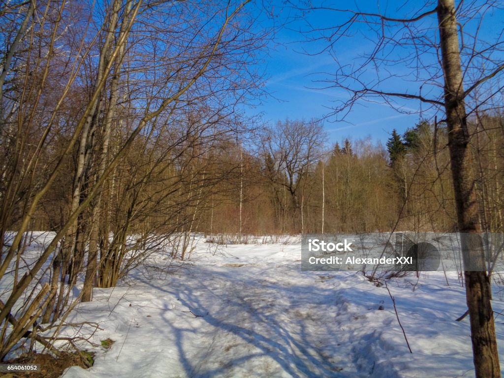 Beautiful wild and quiet forest in march under the blue sky and bright sun. High resolution. Nature of Eastern Europe Day Stock Photo