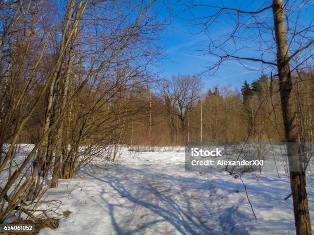 Beautiful Wild And Quiet Forest In March Under The Blue Sky And Bright Sun High Resolution Nature Of Eastern Europe Stock Photo - Download Image Now