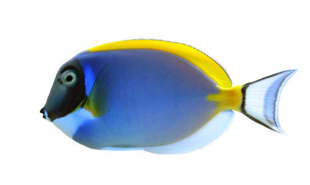 powder blue and yellow surgeon  tropical fish isolated white background powder blue and yellow surgeon  tropical fish isolated white background acanthuridae photos stock pictures, royalty-free photos & images