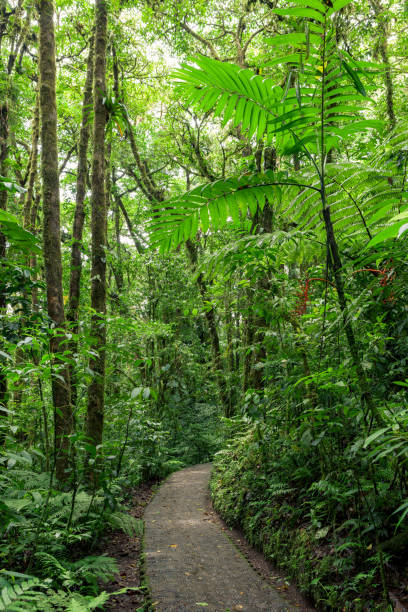 istock Stone path in rainforest Monteverde Costa Rica 654062184