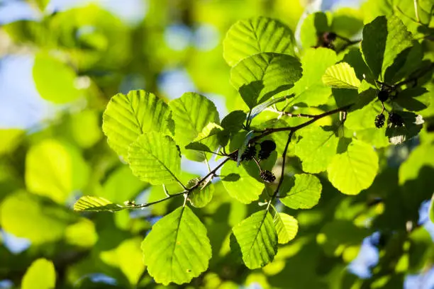 Alder leaves in sunlight at summer