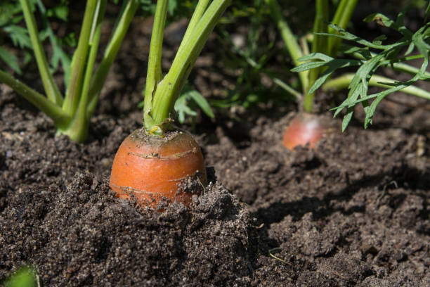 istock Raw carrot with tops is growing. Farming. Close up, macro. 654067334