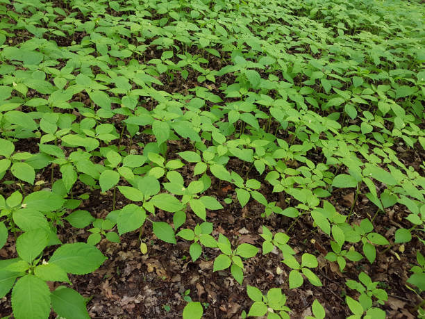 istock Mercurialis, perennis 654067672